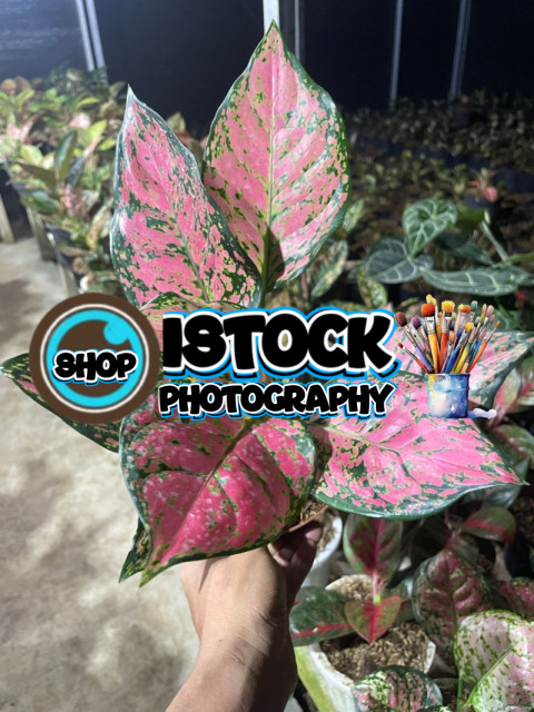 Red dut anjamani